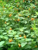 Jewelweed, 100 seeds, Poison ivy relief