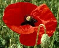 Flanders Poppy, Red Poppy, 5000 seeds