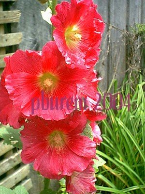 Hollyhock, Mixed - 100 seeds