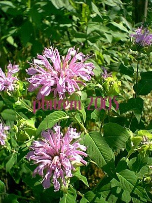 Wild Bergamot, 100 seeds