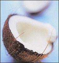 Organic Lip Blams Coconut Cream