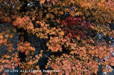 Autumn Colors Photo Print 8x10