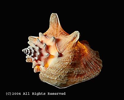 Cone Print Shell Photo Print 8x10