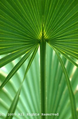 Palmetto Leaf Photo Print 8x10