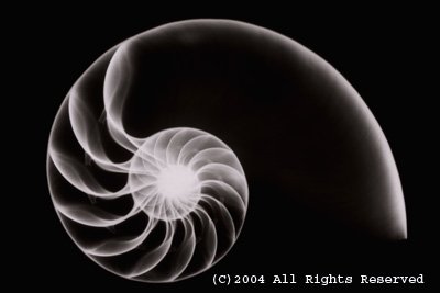 Nautilus Black and White Photo Print 8x10