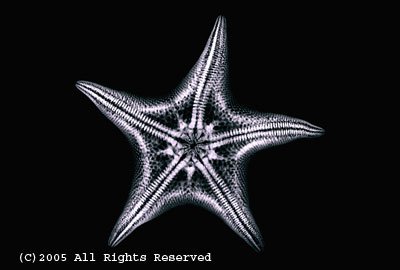 Starfish Black & White Photo Print 8x10