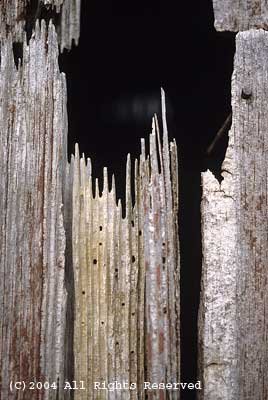 Old Barn Wood Giclee Art Print 12x16