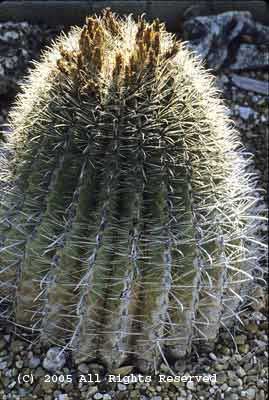 Catcus in the Light Photo Print 8x10