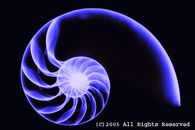 Nautilus Blue Photo Print 8x10