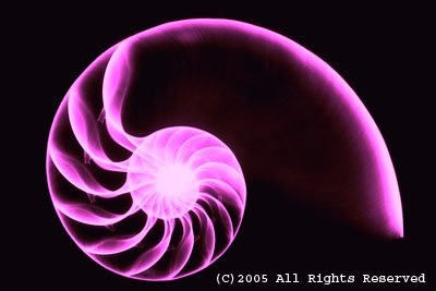 Nautilus Magenta Photo Print 8x10