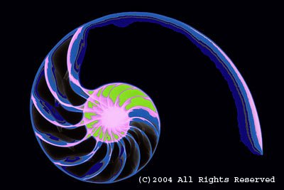 Nautilus Color Photo Print 8x10