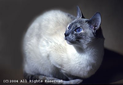 Space Kitty Photo Print 8x10