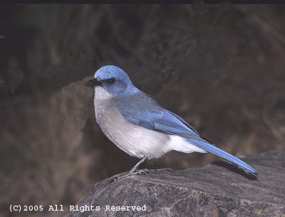 Mountain Bluejay Photo Print 8x10