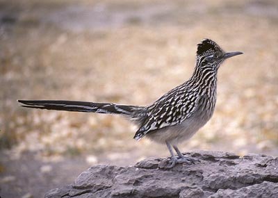 Roadrunner Photo Print 8x10