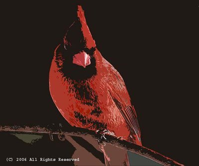 The Cardinal Photo Print 8x10