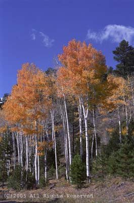 Aspens Giclee Art Print 12x16