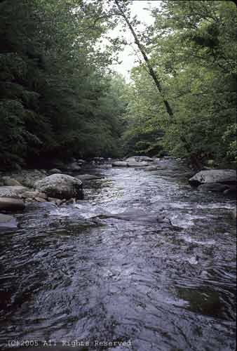 Little River Giclee Art Print 12x16