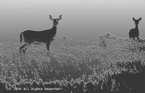 Whitetail Silhoutte Giclee Art Print 12x16