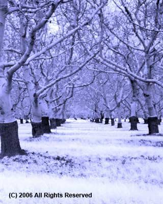 Ice Orchard Giclee Art Print 12x16
