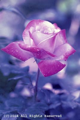 Pink Petals Giclee Art Print 12x16