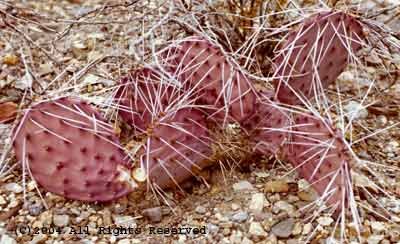 Purple Cactus Giclee Art Print 12x16