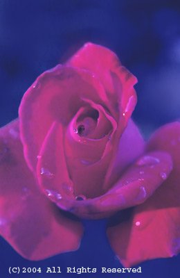 Red Roses are for Love Giclee Art Print 12x16