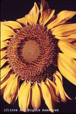 Sunflower Giant Giclee Art Print 12x16