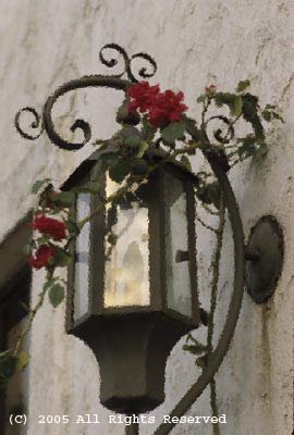 Rose Lantern Giclee Art Print 12x16