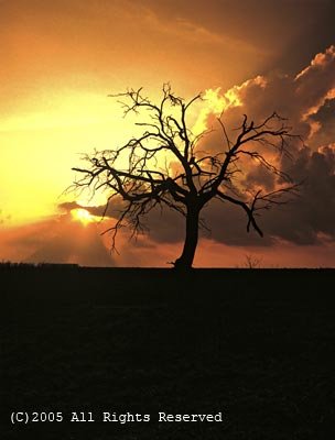 Storm Oak Giclee Art Print 12x16
