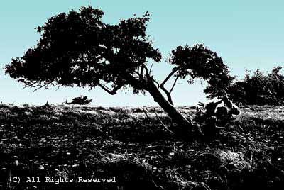 Survival Oak BWHC Giclee Art Print 12x16