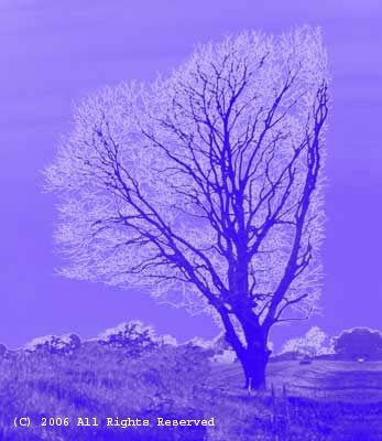 Endurance Tree Giclee Art Print 12x16