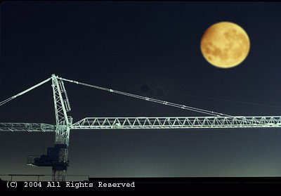 Moon Light Crane Giclee Art Print 12x16