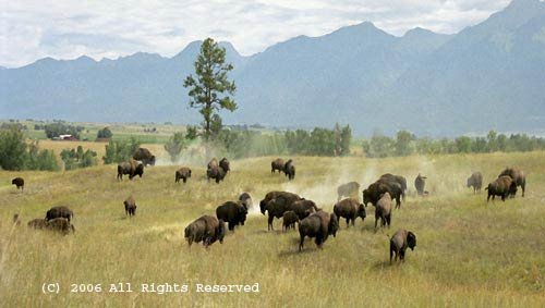 Buffalo on the Range Giclee Art Print 12x16