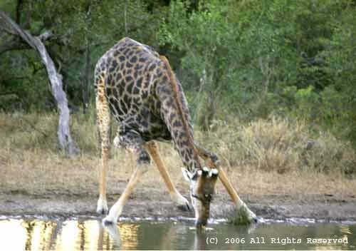 Giraffe Drink Giclee Art Print 12x16