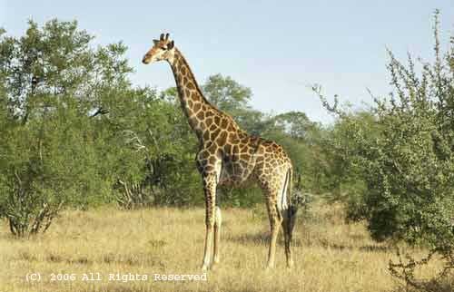 Giraffe Pose Giclee Art Print 12x16