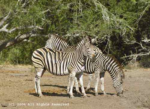 How Many Zebras Giclee Art Print 12x16
