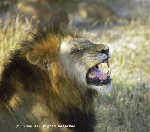 Big Roar Giclee Art Print 12x16