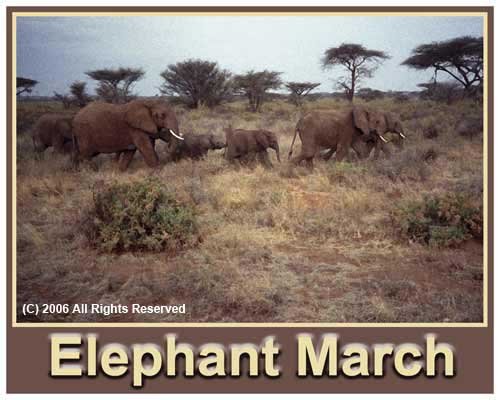 Elephant March Giclee Art Poster 16x20
