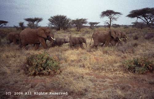 Elephant March Giclee Art Print 12x16
