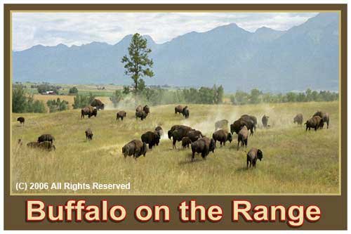 Buffalo on the Range Giclee Art Poster 16x20