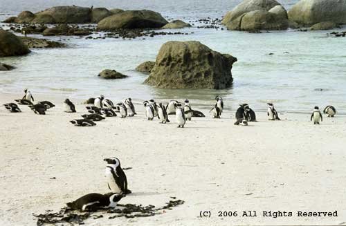 Nesting Penquins Giclee Art Print 12x16