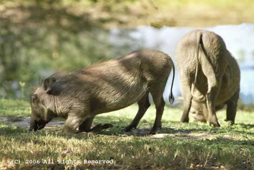 Warthog Fest Giclee Art Print 12x16