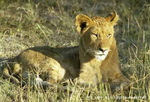 Young Lion Giclee Art Print 12x16