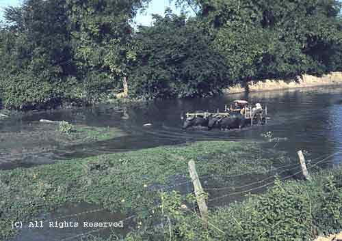 Low Water Buffalo Crossing Giclee Art Print 12x16