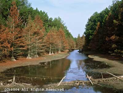 Red Cypress Bayou Giclee Art Print 12x16