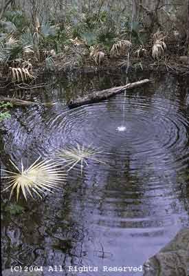 Ripples in Palmetto Pond Giclee Art Print 12x16