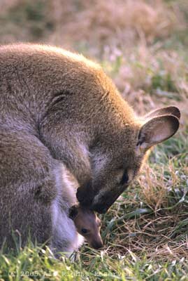 Kangaroo Love Giclee Art Print 12x16