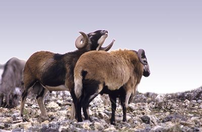 Bighorn Ritual Giclee Art Print 12x16
