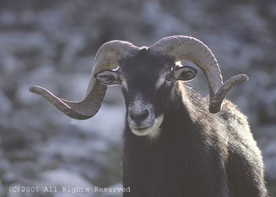 Boss Bighorn Giclee Art Print 12x16
