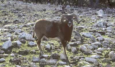 Bighorn on Rocky Ridge Giclee Art Print 12x16